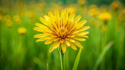 Naklejka premium Yellow Salsify Meadow Flower - Shallow Depth of Field Photography
