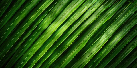 Obraz premium Close-up of lush, wavy palm fronds with sunlight shining through. Tropical background for design or environmental concept.