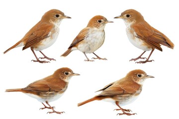 Fototapeta premium A collection of brown bird species sitting and standing together, each with its own small perch.