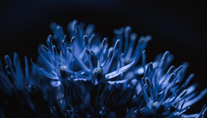 Blue mystical dark flower pistils closeup mysterious theme halloween mood