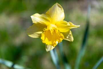 Yellow Daffodil Flower in Full Bloom Surrounded by Soft Green Foliage
