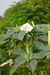 Datura or jimson weed flower closeup, Datura flower, also known as moonflower and jimson weed....
