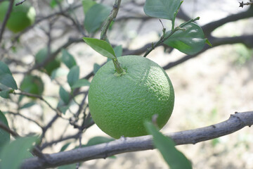 unripe green oranges on tree, close-up of a beautiful orange tree with green oranges, fruit hanging on a tree, Close-up of unripe oranges hanging on a tree, Chakwal, Punjab, Pakistan