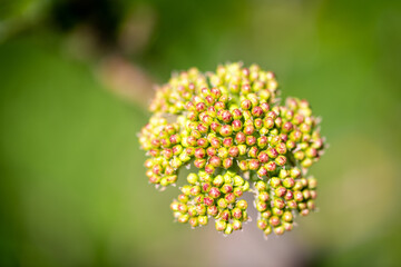 Detailed View of Flowering Cow Parsnip with Unopened Blossoms