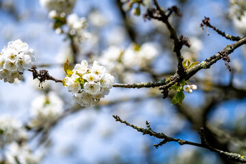 Blooming Cherry Blossoms on a Branch Against a Blue Sky