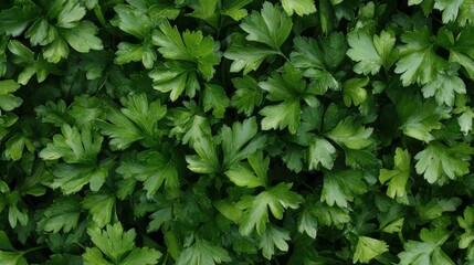 A surface densely covered with sprigs of fresh parsley, filling every inch of the frame with its bright green, delicate leaves and textured surface.
