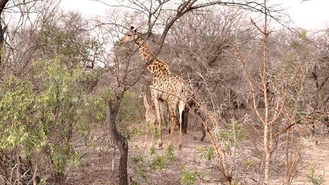 Giraffenkuh mit Jungtier Giraffenkalb im Busch vom Kr&uuml;ger National Park - Kruger Nationalpark S&uuml;dafrika
