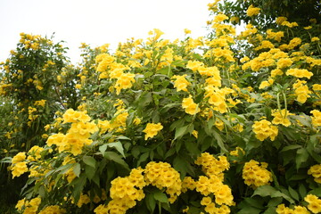Yellow trumpetbush (Tecoma stans) Called Yellow bell or Yellow Elder Flower, trumpet flower, Beautiful bunch of yellow flowers closeup with green leaves Background, tecoma stans