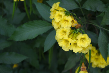 Yellow trumpetbush (Tecoma stans) Called Yellow bell or Yellow Elder Flower, trumpet flower, Beautiful bunch of yellow flowers closeup with green leaves Background, tecoma stans