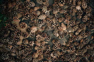 a scattering of cones on the ground