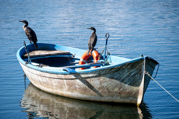 Cormorants Resting on a Boat