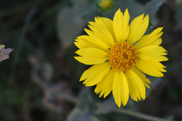 Golden Crownbeard (Also called Golden Crownbeard, Copen Daisy, golden crown beard) in the nature, Golden Crownbeard Flower closeup,Beautiful yellow flower closseup in nature Chakwal, Punjab, Pakistan