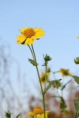 Golden Crownbeard (Also called Golden Crownbeard, Copen Daisy, golden crown beard) in the nature,...