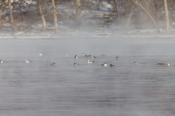 Flock of ducks in winter on a foggy Fox river in Wisconsin.