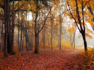 Obraz premium Magical forest with yellow leaves in the fog. Fall colours in the park. Atmospheric autumn landscape.