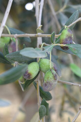unripe green olives on tree closeup, Olive-tree branch with unripe green olives, olive tree plantation during harvest, unripe green olives on the tree with green leaves, Chakwal, Punjab, Pakistan