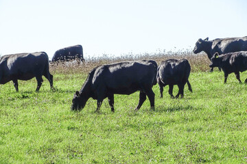 Black angus cows on the meadow