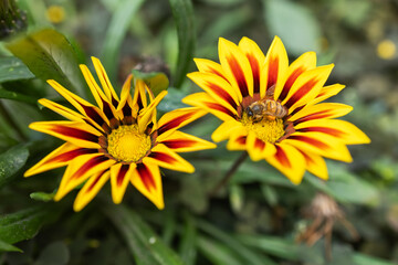 A closeup orange beautiful Gazania rigens flower