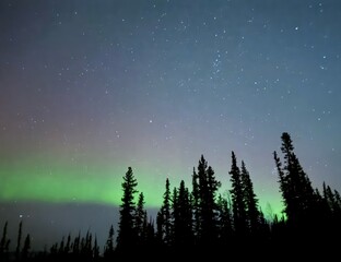 landscape with trees