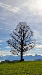 Obraz premium Large balanced tree shape on horizon with person sitting at base, with cloudy sky, in a quiet fall scene
