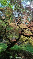 Serene and colorful Japanese maple tree with curved branches, backlight, fall scenery
