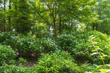 Lush Garden with Blooming Hydrangeas and Dense Green Foliage