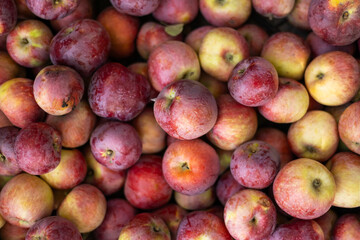 heap of ripe red apples as background