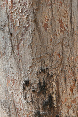 Eucalyptus tree bark texture, Bark of eucalyptus tree, seamless texture, a eucalyptus tree bark texture background image