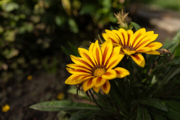 Beautiful Flowers Gazania in Flower Garden