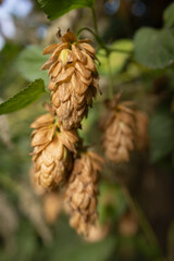 Ladybug sitting on a dried hop flower in a green garden on a sunny autumn day.