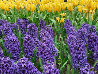 Field of yellow tulips and blue hyacinths, Flower garden in switzerland.