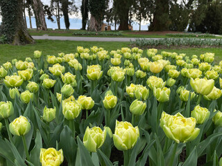 Yellow peony-flowered Double Early tulips , Flower garden in switzerland.