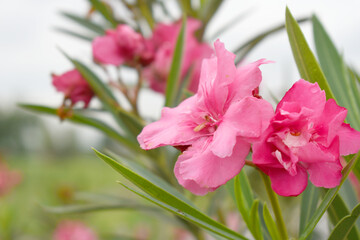 Nerium oleander in bloom, Pink siplicity bunch of flowers and green leaves on branches, Nerium...