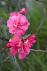 Nerium oleander in bloom, Pink siplicity bunch of flowers and green leaves on branches, Nerium...