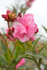 Nerium oleander in bloom, Pink siplicity bunch of flowers and green leaves on branches, Nerium...