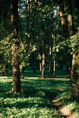 beautiful old green park in summer