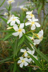 Nerium oleander in bloom, White siplicity bunch of flowers and green leaves on branches, Nerium...