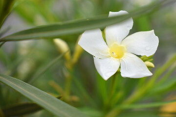 Naklejka premium Nerium oleander in bloom, White siplicity bunch of flowers and green leaves on branches, Nerium Oleander shrub white flowers, ornamental shrub branches in daylight, bunch of flowers closeup
