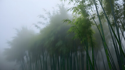 Fototapeta premium Bamboo forest shrouded in morning mist, creating a mystical and serene atmosphere with soft, diffused light.