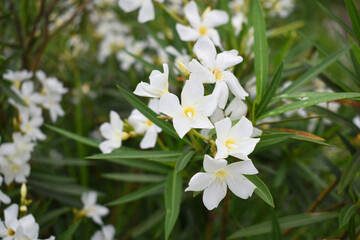 Fototapeta premium Nerium oleander in bloom, White siplicity bunch of flowers and green leaves on branches, Nerium Oleander shrub white flowers, ornamental shrub branches in daylight, bunch of flowers closeup