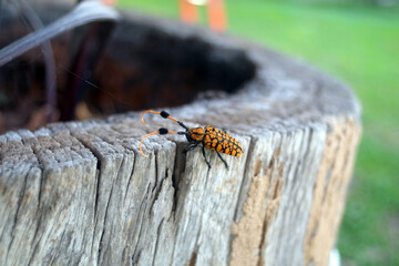 A yellow and black insects crawl on a log, blurred background