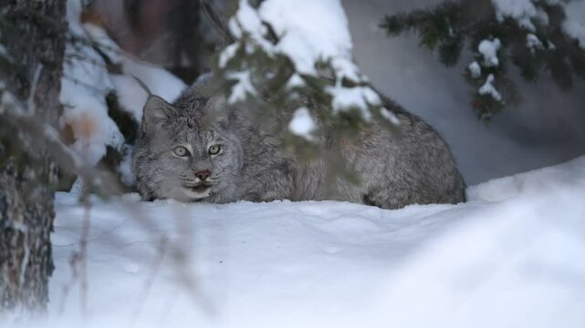 Canadian Lynx (Lynx canadensis) sitting in the snowy forest; Yukon, Canada
