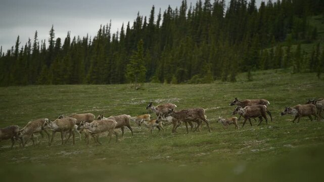 Herd of Porcupine Caribou (Rangifer tarandus arcticus) on the move across a grass field; Alaska, United States of America