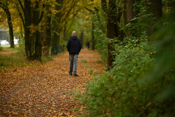 Fototapeta premium autumn in the park landscape