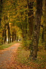 autumn in the park landscape