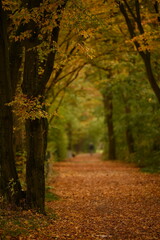 Fototapeta premium autumn in the park landscape