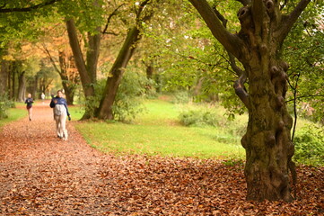 autumn in the park landscape