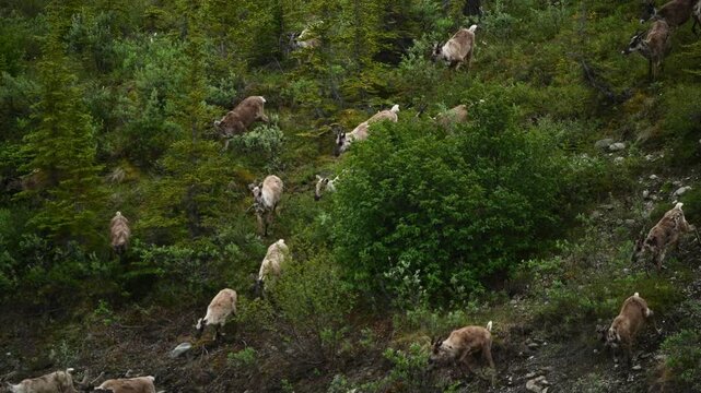 Porcupine caribou (Rangifer tarandus arcticus) herd migrating through Ivvavik National Park; Yukon, Canada