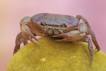 A field crab is looking for food on a rock covered with moss. This animal has the scientific name Parathelphusa convexa.