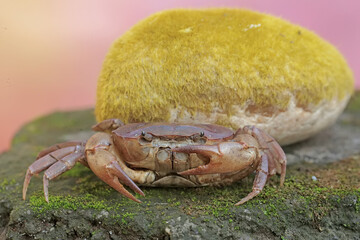 A field crab is looking for food on a rock covered with moss. This animal has the scientific name Parathelphusa convexa.